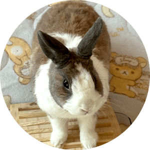 うさぎのえみちゃん