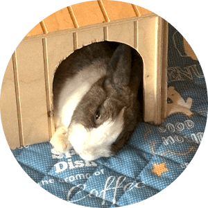 うさぎのえみちゃん